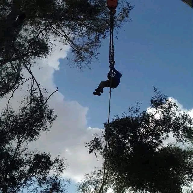 Rope-access tree worker descending after a cut