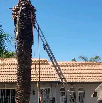 Palm tree cleaning and trimming above a residential roof