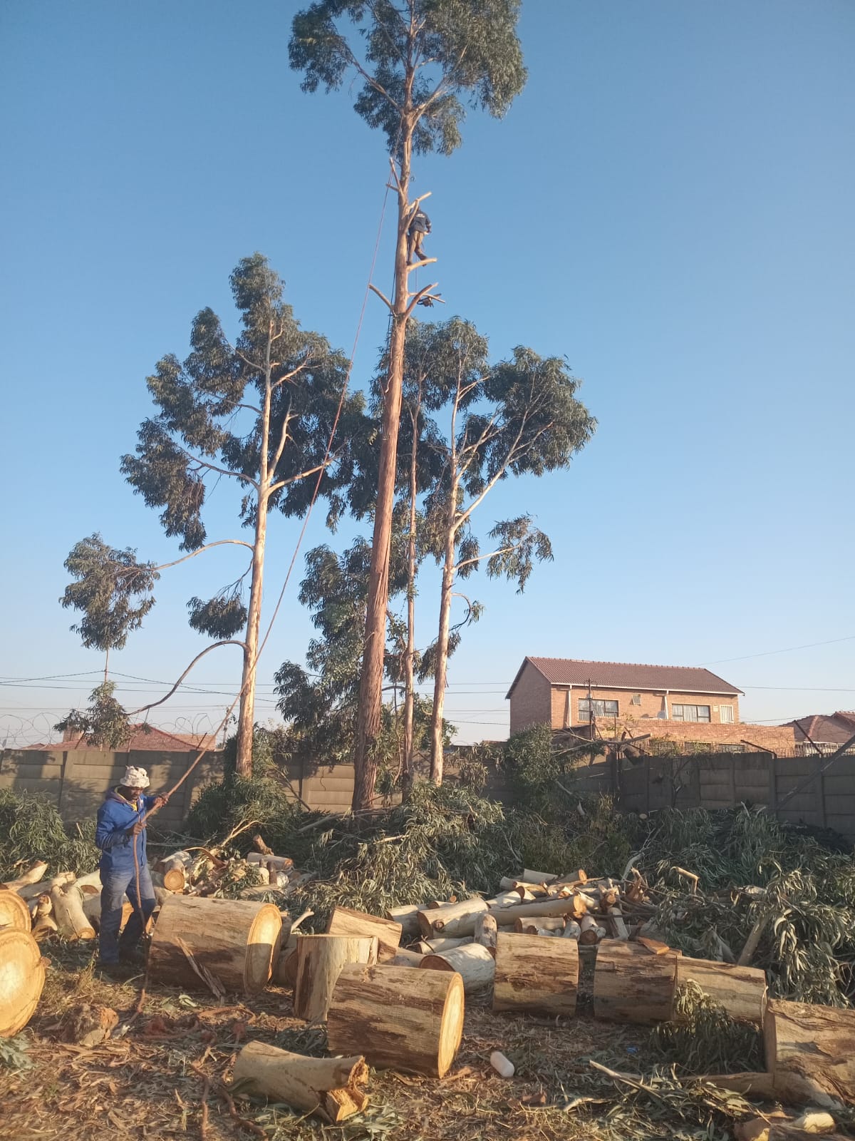 Large eucalyptus tree being felled in a residential yard