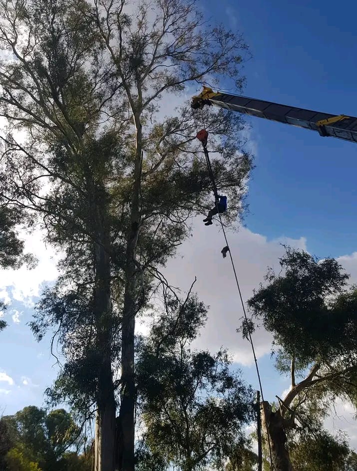 Crane-assisted tree removal on a large blue-gum