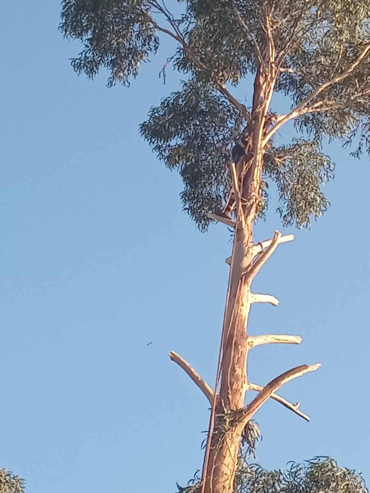 Climber high up in a tall eucalyptus during a controlled fell